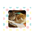 うちなの、可愛い動物たち（個別スタンプ：4）