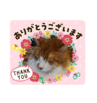 うちなの、可愛い動物たち（個別スタンプ：7）