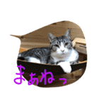 猫のぱたこさん6（個別スタンプ：1）