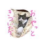 猫のぱたこさん6（個別スタンプ：2）