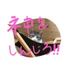 猫のぱたこさん6（個別スタンプ：23）