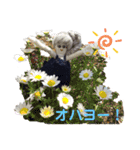 キュートなマチルダさんのスタンプ❤️（個別スタンプ：15）