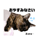 保護ねこのくぽ（個別スタンプ：5）