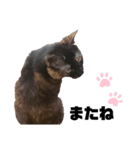 保護ねこのくぽ（個別スタンプ：6）