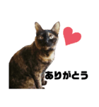 保護ねこのくぽ（個別スタンプ：7）