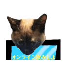 家で遊ぶ、シャム風ねこのスタンプ！（個別スタンプ：3）