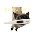 家で遊ぶ、シャム風ねこのスタンプ！（個別スタンプ：4）