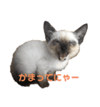 家で遊ぶ、シャム風ねこのスタンプ！（個別スタンプ：6）