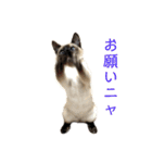 家で遊ぶ、シャム風ねこのスタンプ！（個別スタンプ：7）