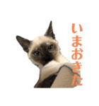 家で遊ぶ、シャム風ねこのスタンプ！（個別スタンプ：8）