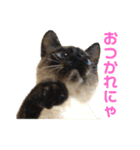 家で遊ぶ、シャム風ねこのスタンプ！（個別スタンプ：9）