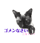 家で遊ぶ、シャム風ねこのスタンプ！（個別スタンプ：10）