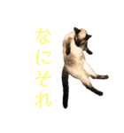 家で遊ぶ、シャム風ねこのスタンプ！（個別スタンプ：11）