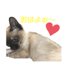 家で遊ぶ、シャム風ねこのスタンプ！（個別スタンプ：12）