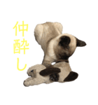 家で遊ぶ、シャム風ねこのスタンプ！（個別スタンプ：13）