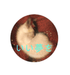 家で遊ぶ、シャム風ねこのスタンプ！（個別スタンプ：16）