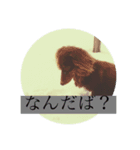 津軽弁とキット（個別スタンプ：3）