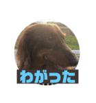 津軽弁とキット（個別スタンプ：5）