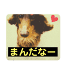 津軽弁とキット（個別スタンプ：8）