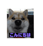柴犬もんちゃん 写真スタンプ（個別スタンプ：2）
