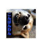 柴犬もんちゃん 写真スタンプ（個別スタンプ：3）