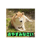 柴犬もんちゃん 写真スタンプ（個別スタンプ：4）