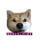 柴犬もんちゃん 写真スタンプ（個別スタンプ：5）