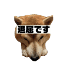 柴犬もんちゃん 写真スタンプ（個別スタンプ：6）