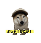 柴犬もんちゃん 写真スタンプ（個別スタンプ：11）
