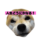柴犬もんちゃん 写真スタンプ（個別スタンプ：13）