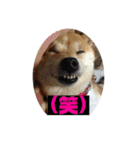 柴犬もんちゃん 写真スタンプ（個別スタンプ：15）