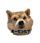 柴犬もんちゃん 写真スタンプ（個別スタンプ：17）