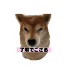 柴犬もんちゃん 写真スタンプ（個別スタンプ：19）