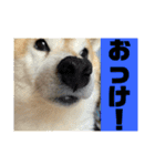 柴犬もんちゃん 写真スタンプ（個別スタンプ：20）