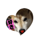 柴犬もんちゃん 写真スタンプ（個別スタンプ：22）