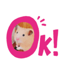 キンクマハムスターくぅたん（個別スタンプ：1）