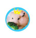 キンクマハムスターくぅたん（個別スタンプ：2）
