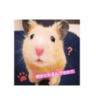 キンクマハムスターくぅたん（個別スタンプ：3）