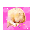 キンクマハムスターくぅたん（個別スタンプ：6）