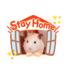 キンクマハムスターくぅたん（個別スタンプ：7）