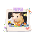 キンクマハムスターくぅたん（個別スタンプ：8）