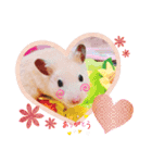 キンクマハムスターくぅたん（個別スタンプ：14）