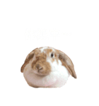 ロップイヤーだよ（個別スタンプ：4）