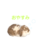 ロップイヤーだよ（個別スタンプ：6）