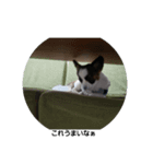 dog5+5（個別スタンプ：1）