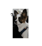 dog5+5（個別スタンプ：2）