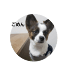 dog5+5（個別スタンプ：3）