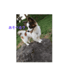 dog5+5（個別スタンプ：4）