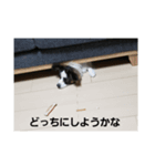 dog5+5（個別スタンプ：6）