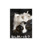 dog5+5（個別スタンプ：7）